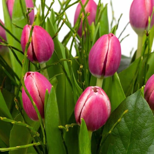 Multicolour tulpen