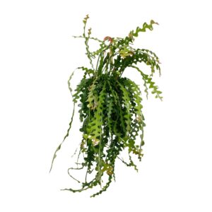 Ephiphyllum Anguliger - Ø21cm - ↕50cm