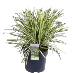 Carex hachijoensis Evergold