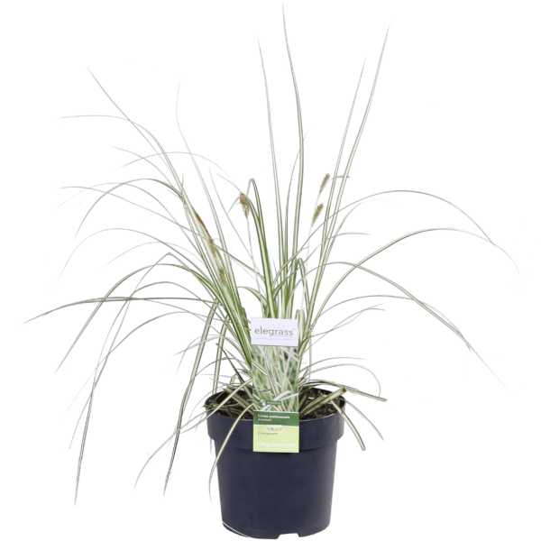 Carex hachijoensis Evergold