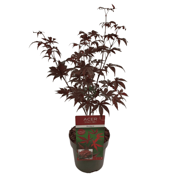 Acer palm. 'Bloodgood' - ↨40cm - Ø19cm