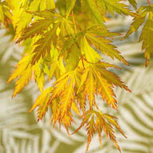 Acer palmstum Orange Lace - Ø19 - ↨40cm