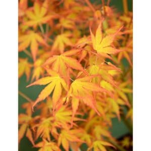 Acer palm. 'Katsura' - Ø30 - ↨140cm