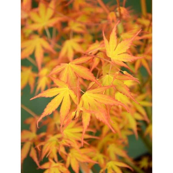 Acer palm. 'Katsura' - Ø30 - ↨140cm