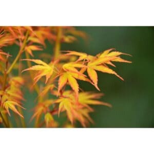 Acer palm. 'Katsura' - Ø30 - ↨140cm