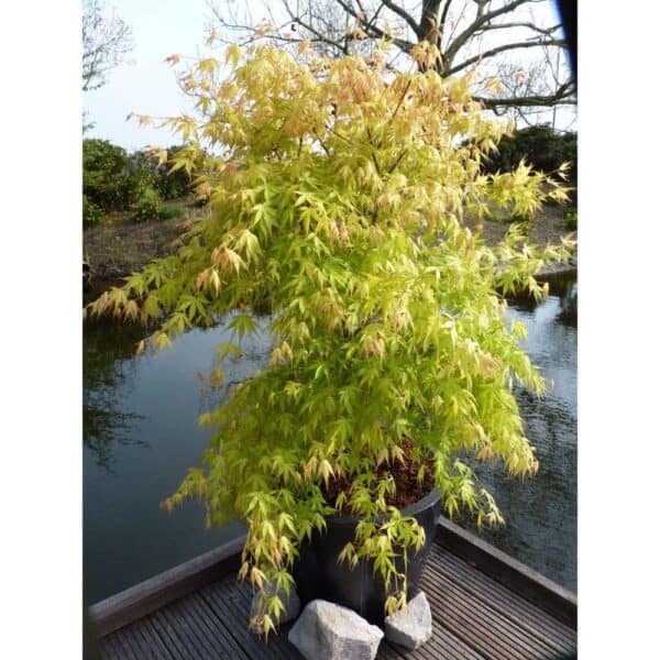 Acer palm. 'Katsura' - Ø30 - ↨140cm