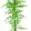 Acer palmatum Emerald Lace - Ø30 - ↨140cm