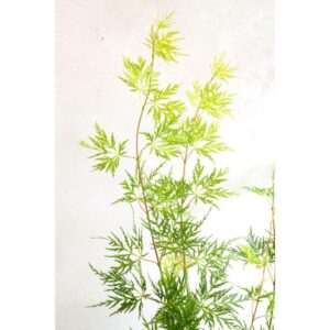 Acer palmatum Emerald Lace - Ø30 - ↨140cm