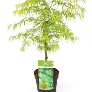 Acer palm. 'Dissectum' - ↨40cm - Ø19cm