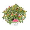 Rhododendron 'Bollywood'® - ↨30cm - Ø19cm