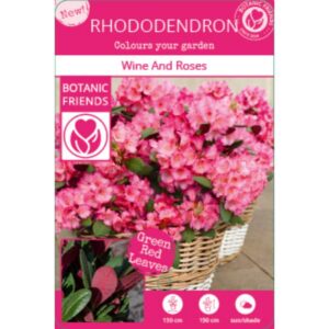 Rhododendron 'Wine & Roses'® - ↨20cm - Ø13cm