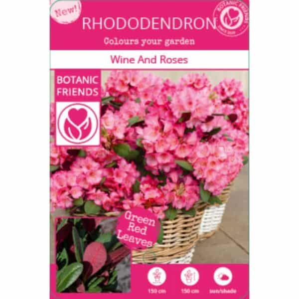 Rhododendron 'Wine & Roses'® - ↨20cm - Ø13cm