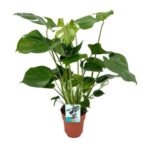 Monstera Deliciosa - Gatenplant - 65cm - Ø21 - Ø19cm - 60cm