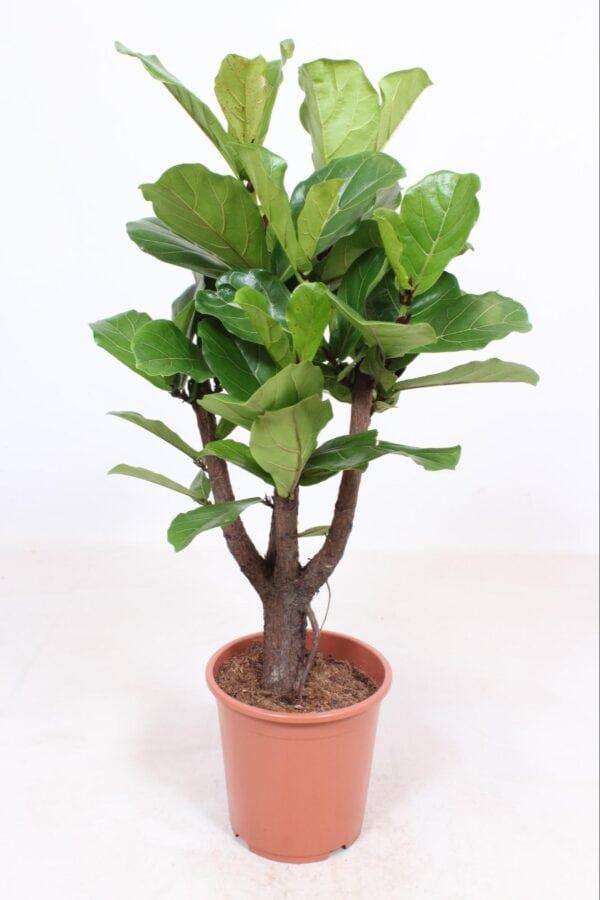 Ficus Lyrata - Ø27 ↕120