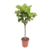Ficus Lyrata - Ø27cm - ↕120cm