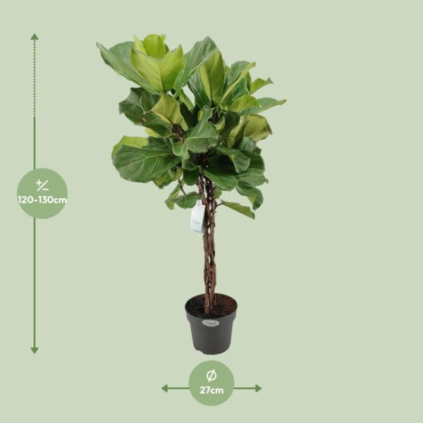 Ficus Lyrata - Ø27cm - ↕130cm