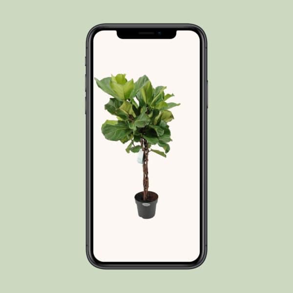 Ficus Lyrata - Ø27cm - ↕130cm