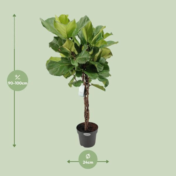 Ficus Lyrata - Ø24cm - ↕100cm