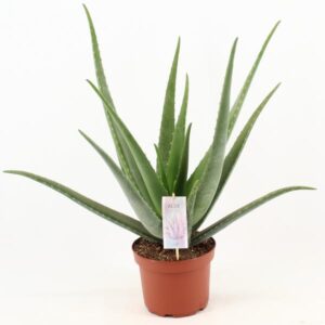 Aloe Vera – Ø19cm – 70cm