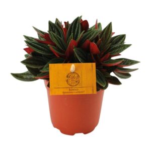 Peperomia Caperata Rosso – Ø11cm – 15cm