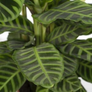Calathea Zebrina – Pauwenplant – 80cm – Ø19