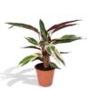 Calathea Triostar – Pauwenplant – 70cm – Ø19