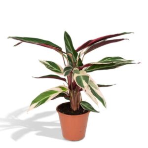 Calathea Triostar – Pauwenplant – 70cm – Ø19