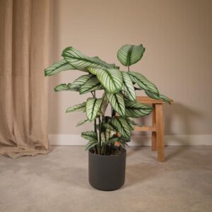Calathea Whitestar – Pauwenplant – 50cm – Ø19