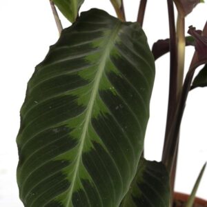 Calathea Warscewiczii – Pauwenplant – 70cm – Ø19
