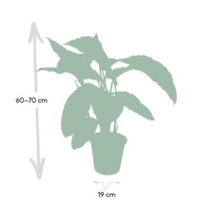 Calathea Warscewiczii – Pauwenplant – 70cm – Ø19