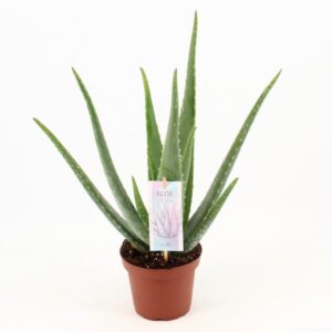 Aloe Vera (Aloëplant)