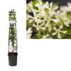 Trachelospermum Jasminoides +light Label – Ø23cm – 115cm