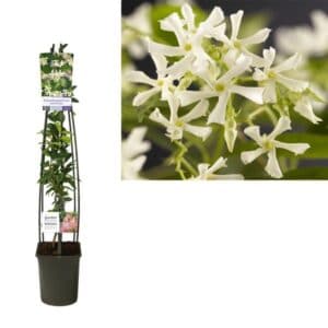 Trachelospermum Jasminoides +light Label – Ø23cm – 115cm