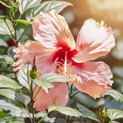 Hibiscus cannabinus