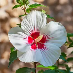 Hibiscus syriacus plant bloeit