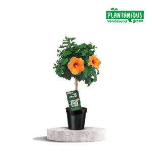 Hibiscus Rosa-sinensis Oranje – Ø19cm – 75cm
