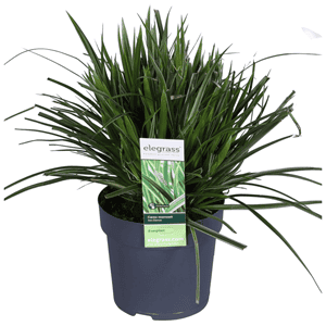 Carex (Zegge)