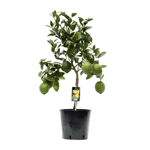 Citrus (Citroenplant)