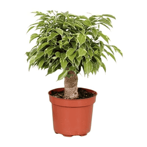 Ficus (Rubberboom)