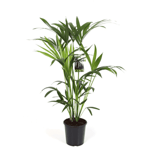Howea Forsteriana (Kentia palm)