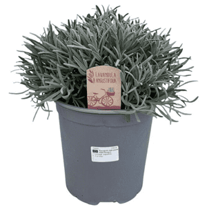 Lavandula (Lavendel plant)