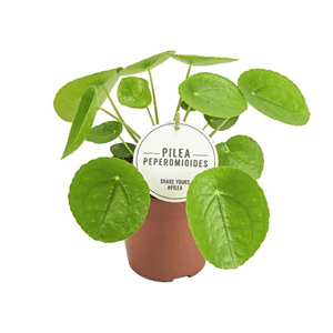 Pilea (Pannenkoekplant)