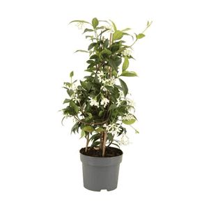 Trachelospermum Jasminoides (Toscaanse Jasmijn)