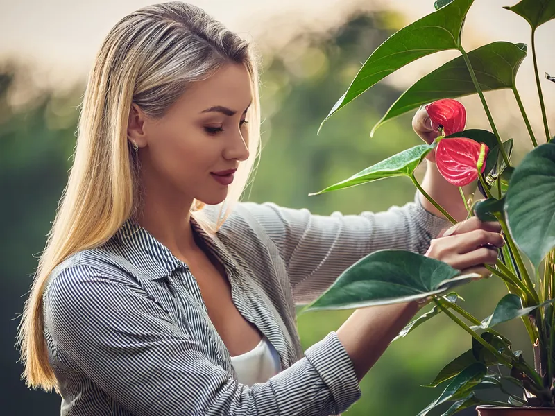 anthurium stekken flamingoplant