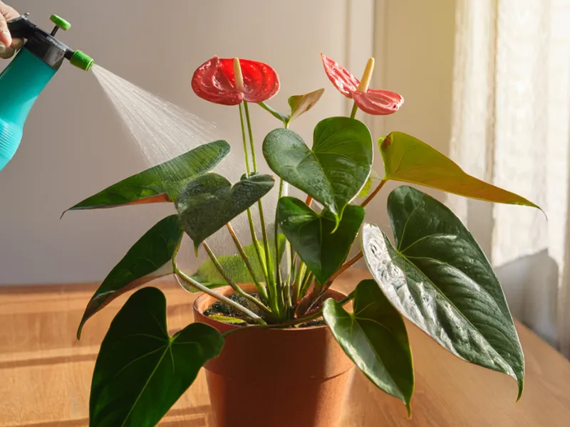 anthurium water geven