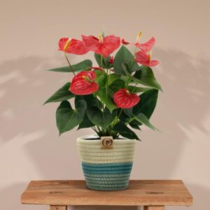 Anthurium andreanum Esudo incl. PURE mand – Ø12cm – 45cm