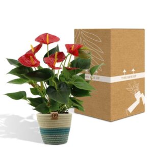 Anthurium andreanum Diamond Red incl. PURE mand – Ø12cm – 45cm