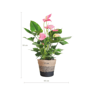 Anthurium Pink Explosion met Lissabon mand zwart – Ø17cm – 55cm