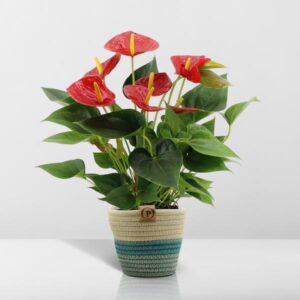 Anthurium andreanum Diamond Red incl. PURE mand – Ø12cm – 45cm