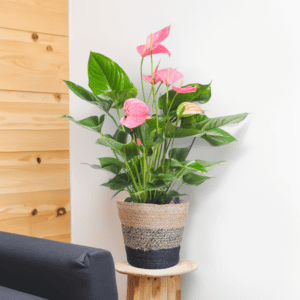 Anthurium Pink Explosion met Lissabon mand zwart – Ø17cm – 55cm